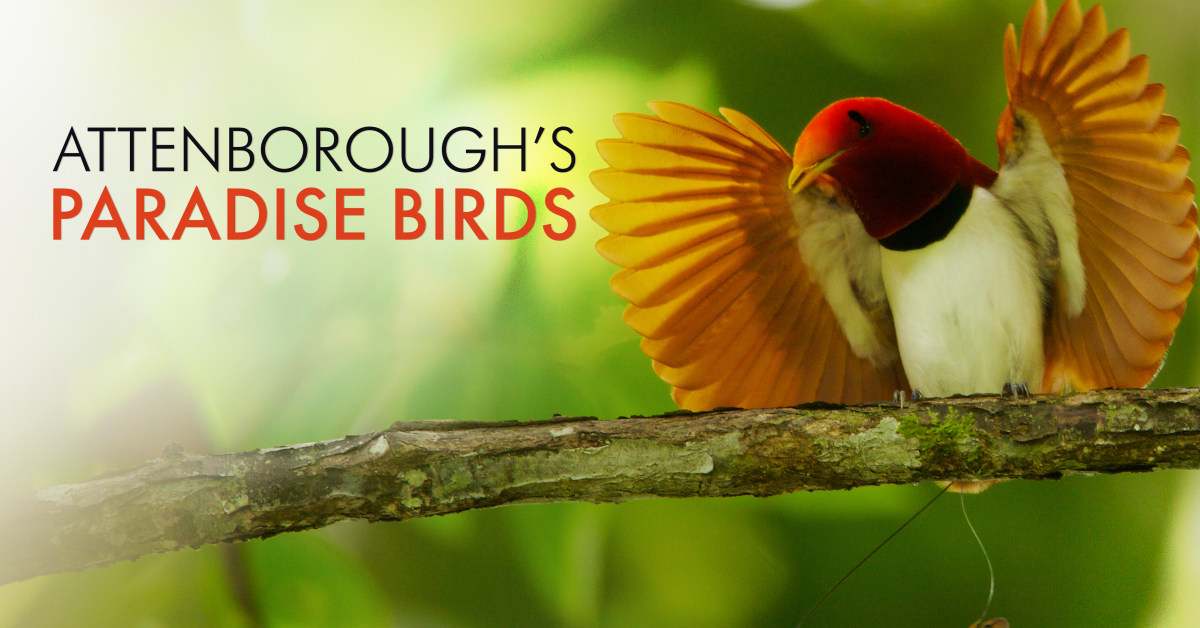 How to watch Attenborough's Bird of Paradise - UKTV Play