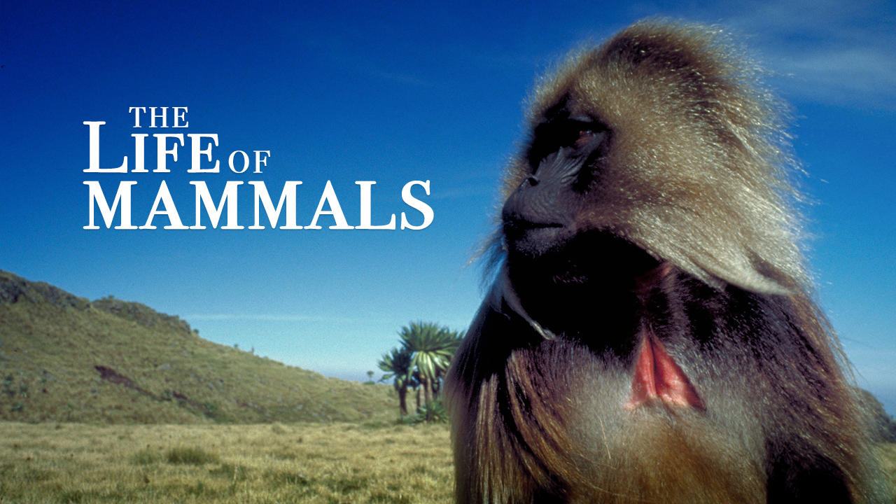 How to watch The Life of Mammals UKTV Play