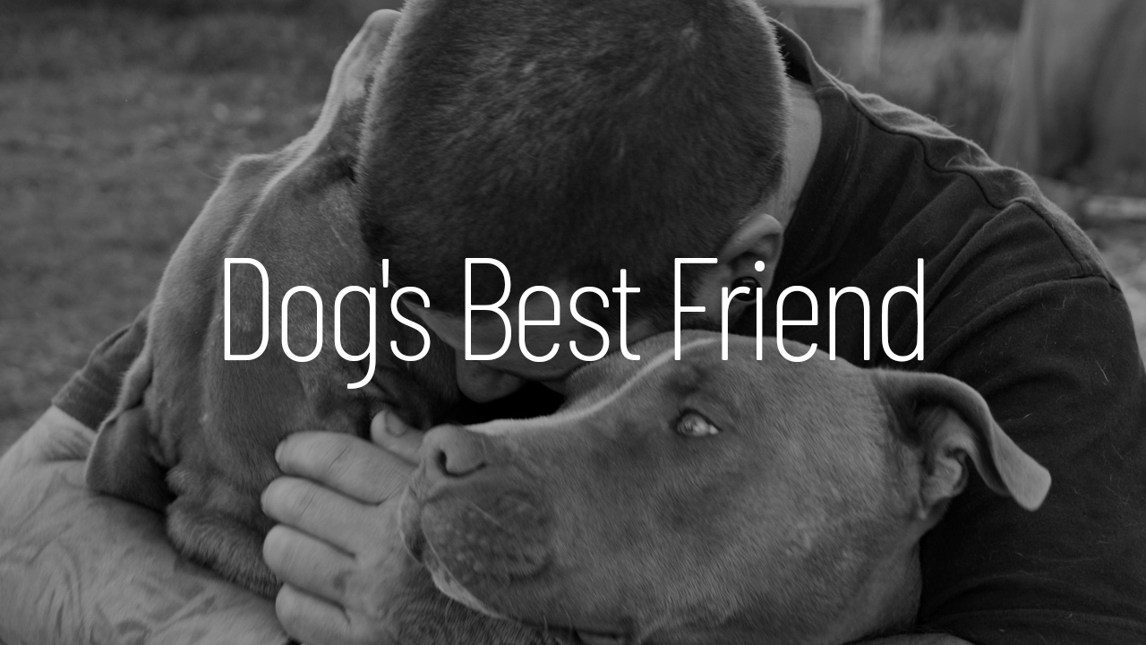 How to watch Dog's Best Friend UKTV Play