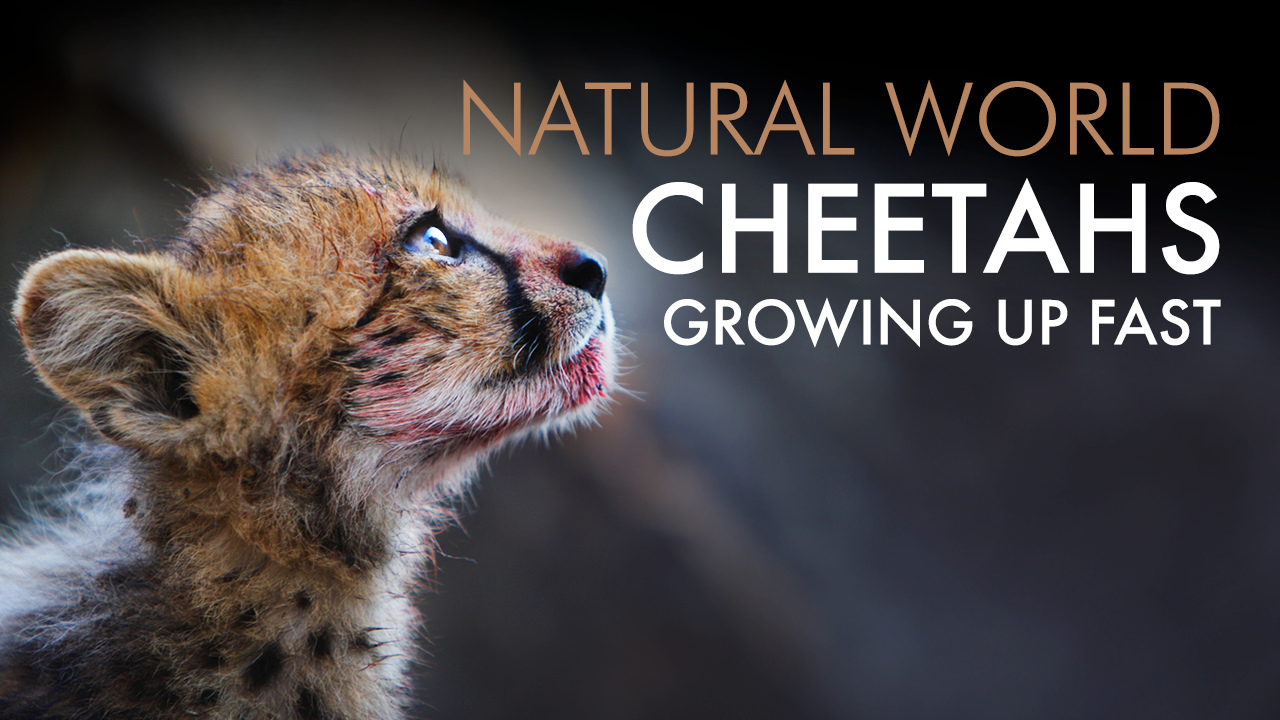 How to watch Natural World: Cheetahs Growing Up Fast - UKTV Play
