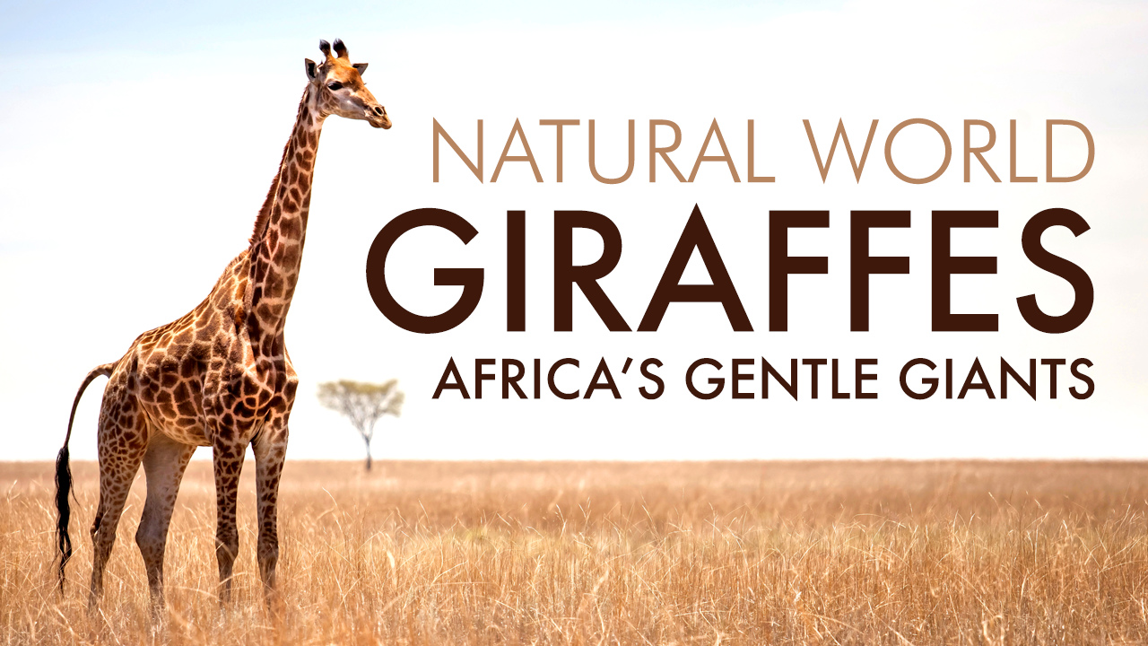 How to watch Natural World Giraffes Africa's Gentle Giants UKTV Play