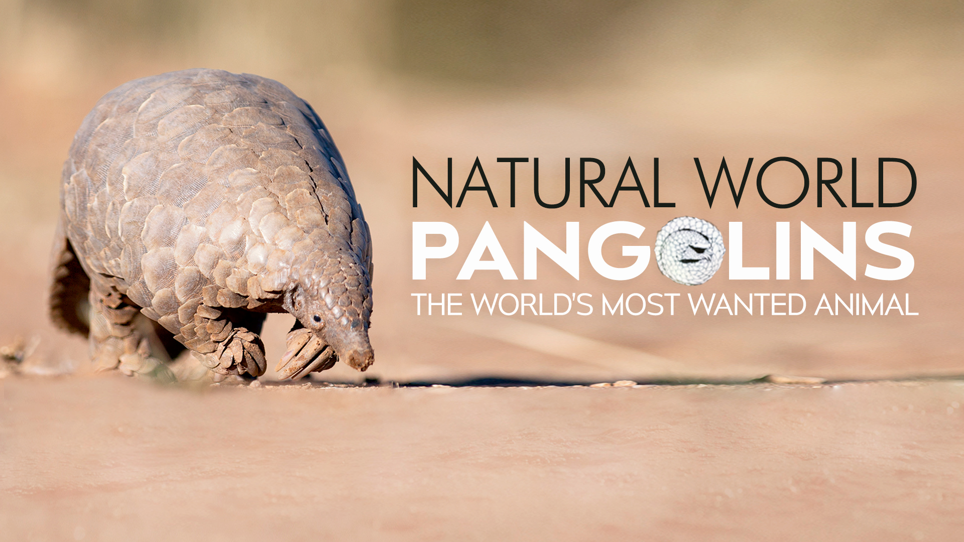 How to watch Natural World: Pangolins - The World's Most Wanted Animal -  UKTV Play