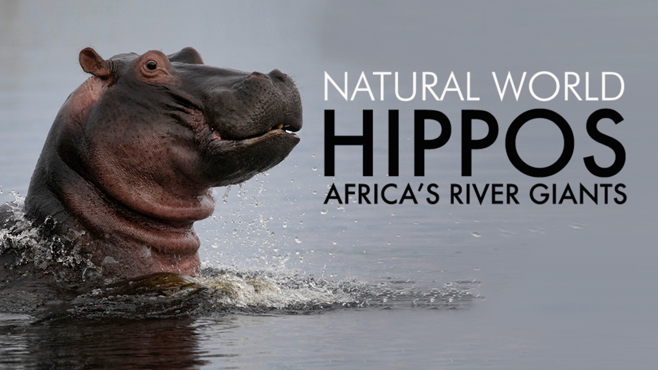 Stream Natural World: Hippos - Africa's River Giants Series