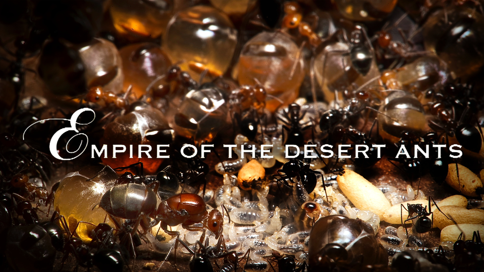 How to watch Empire of the Desert Ants - UKTV Play